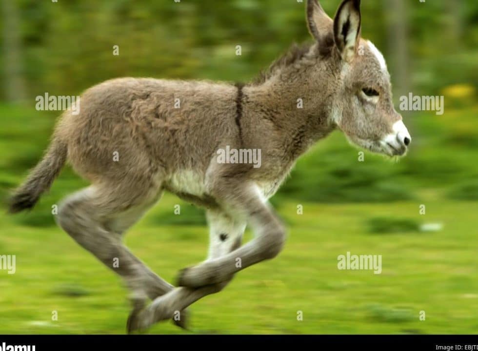 burros corriendo 1