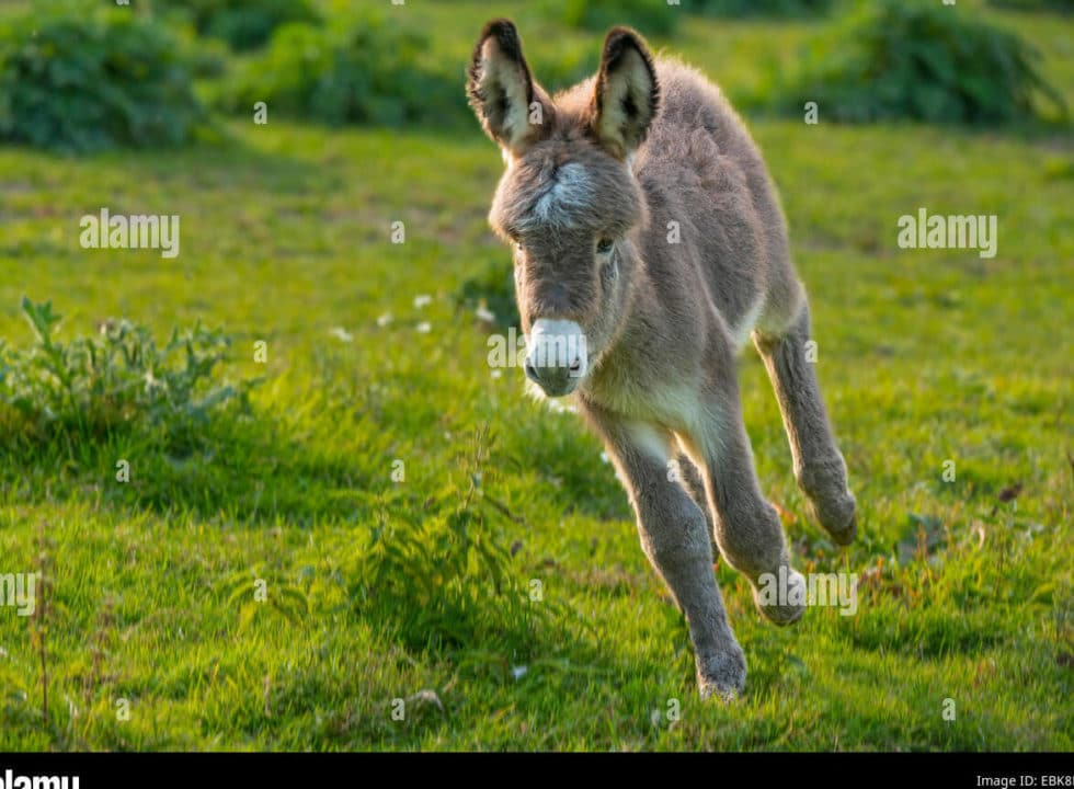 burros corriendo