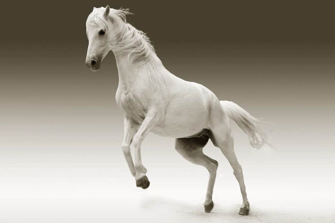 caballo blanco