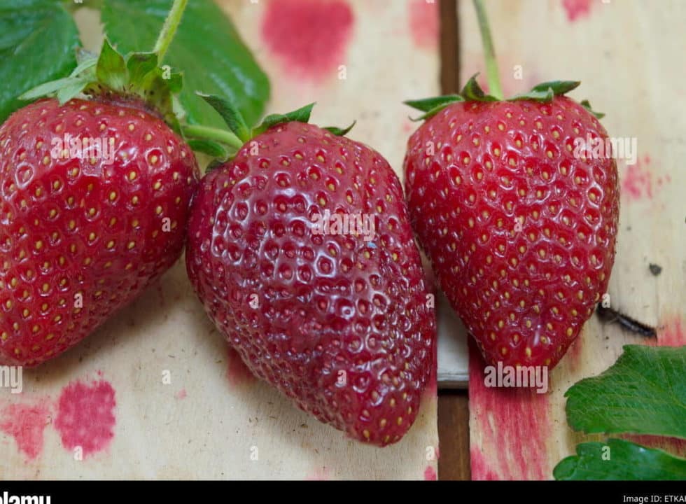 fresas maduras