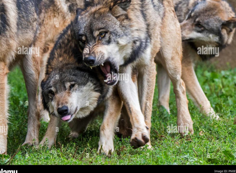 lobos agresivos