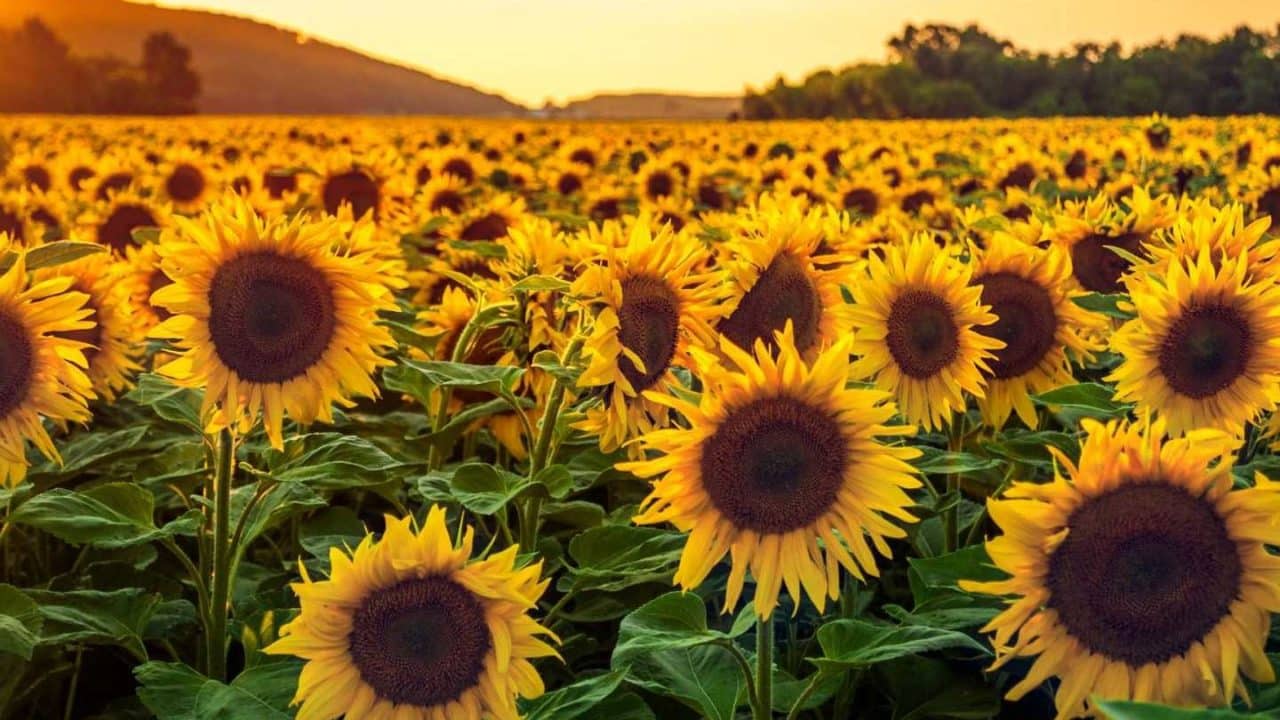 los girasoles