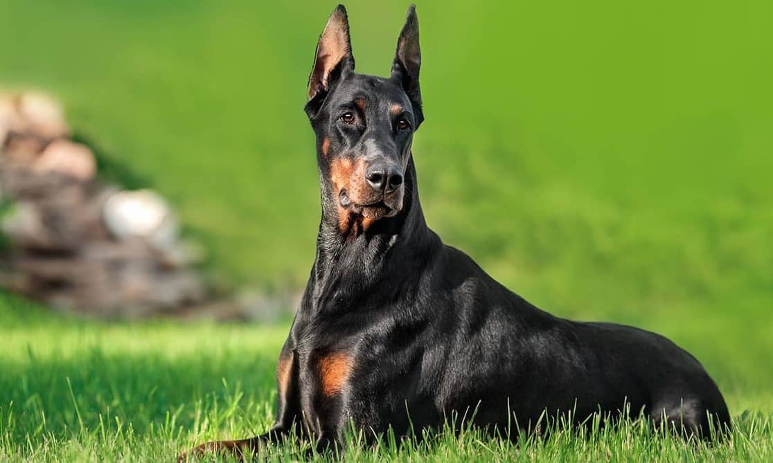 perro doberman