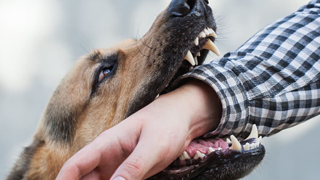 perro muerde