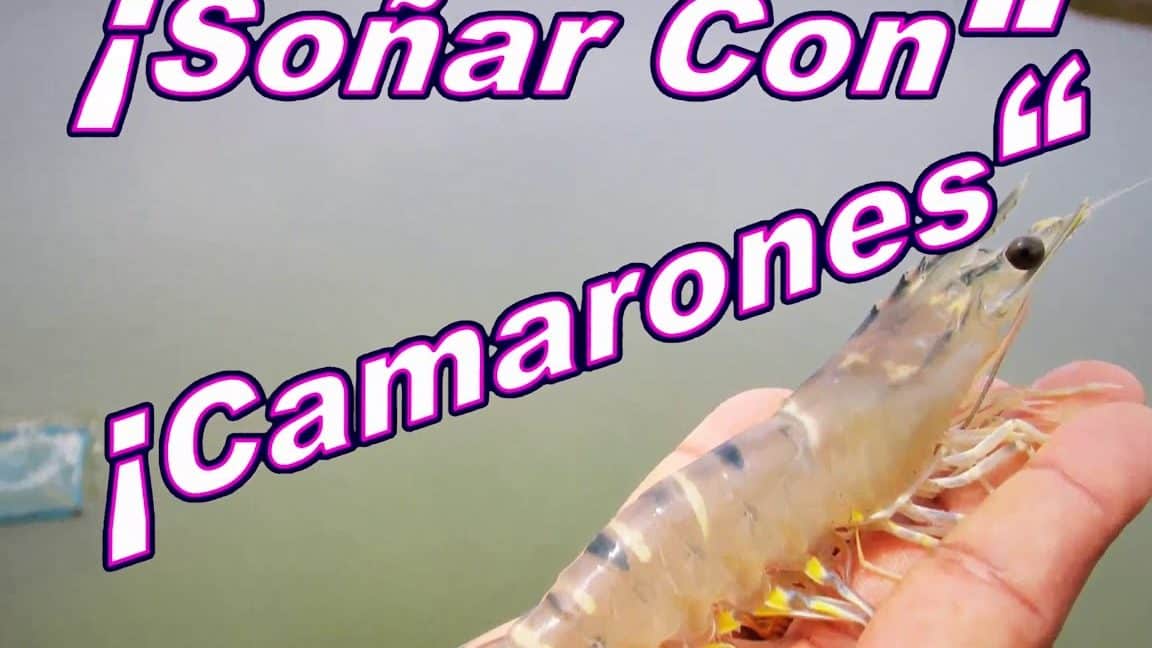 sonar camarones