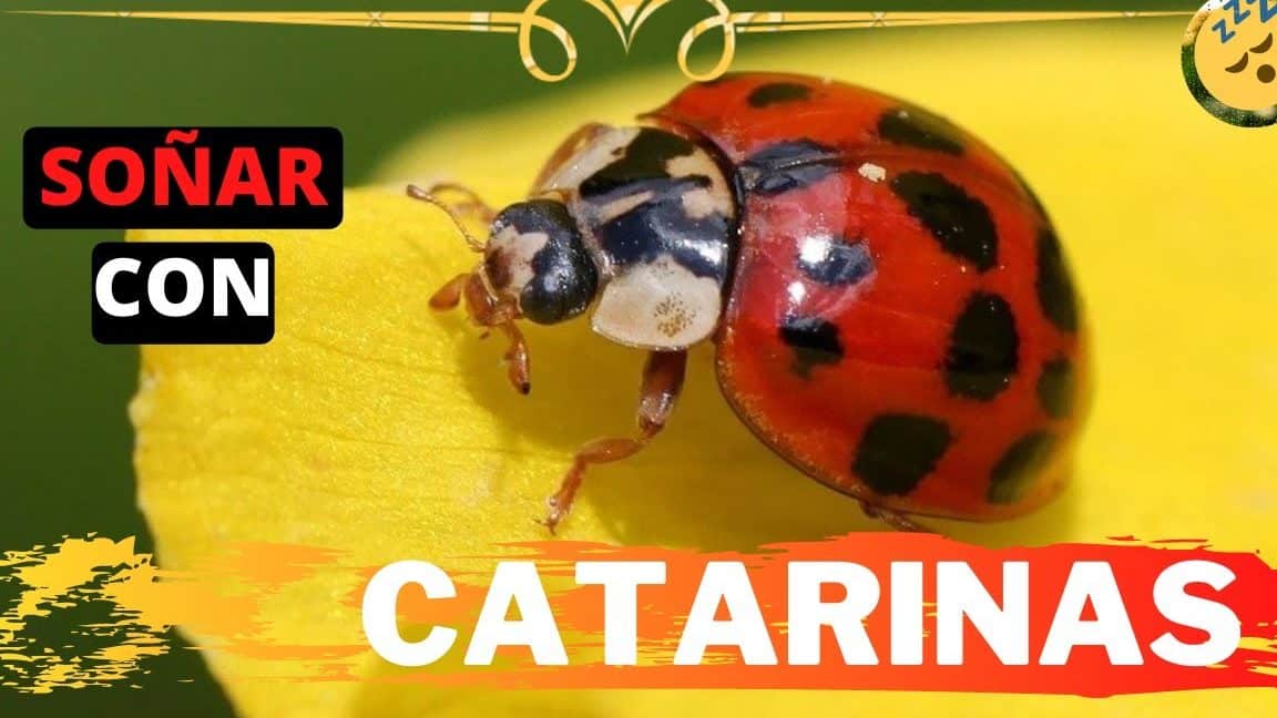 sonar catarinas