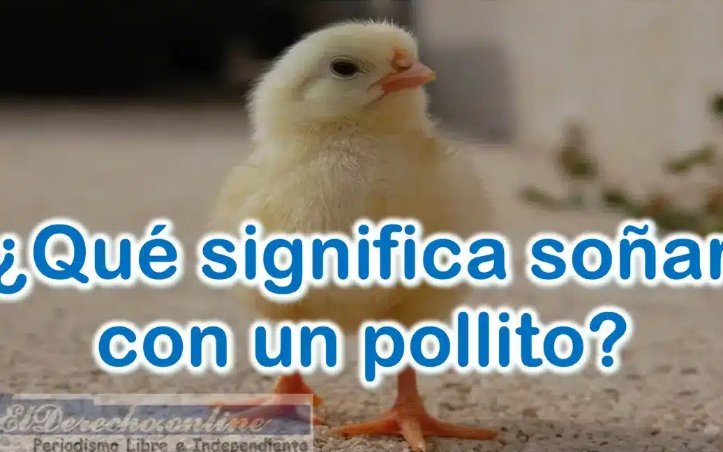 sonar pollito