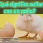 sonar pollo