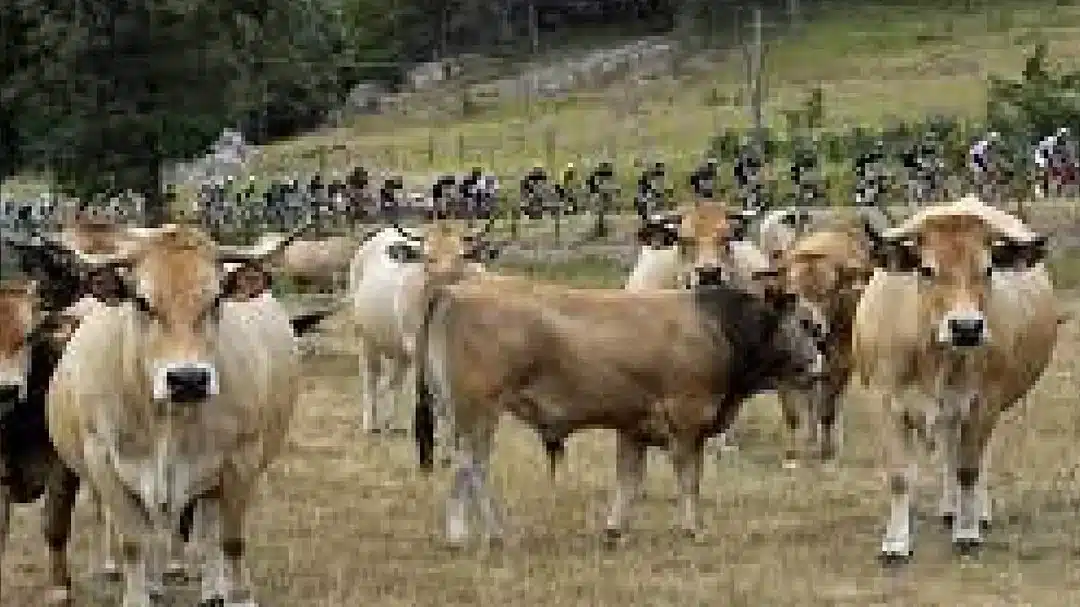 vacas persiguen