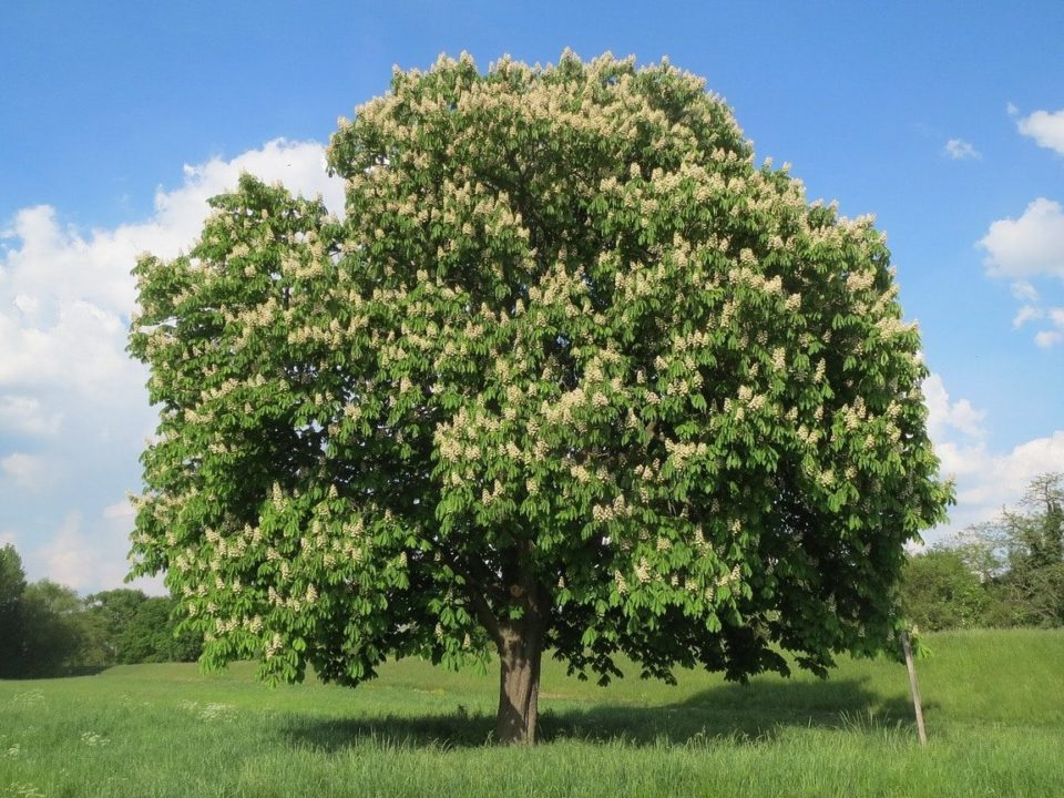 arboles frondosos