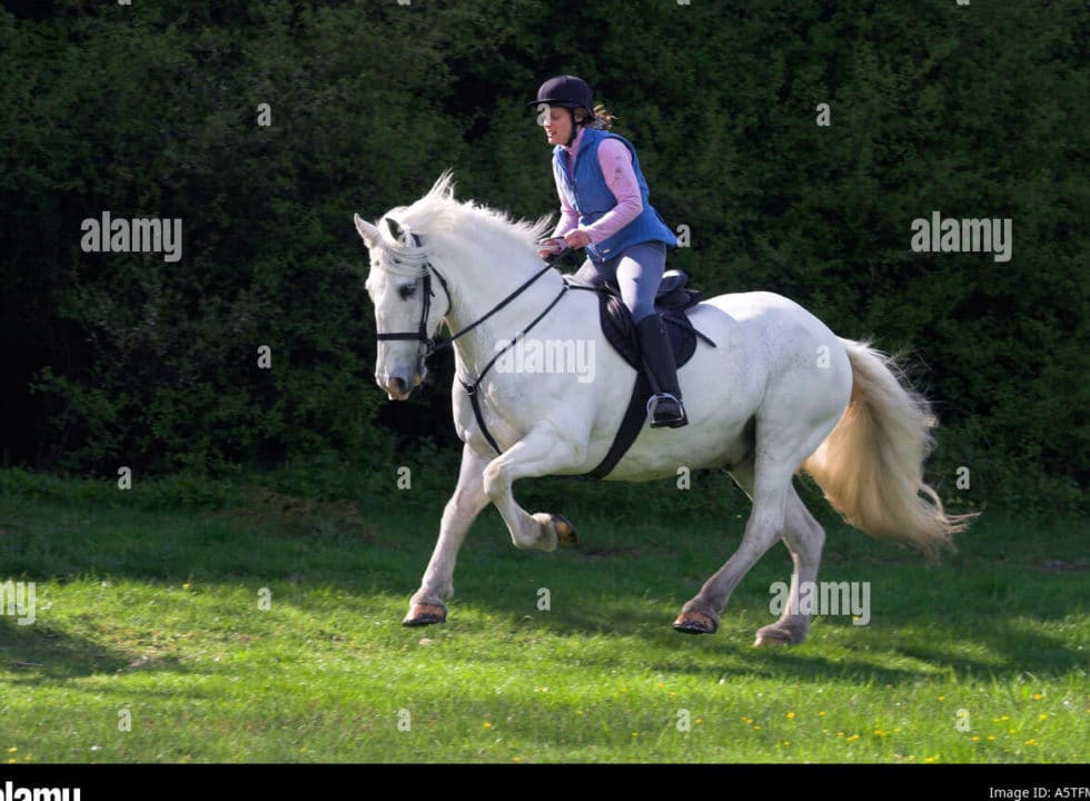 caballo blanco