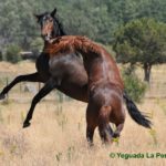 caballos peleando