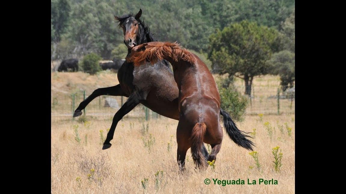 caballos peleando