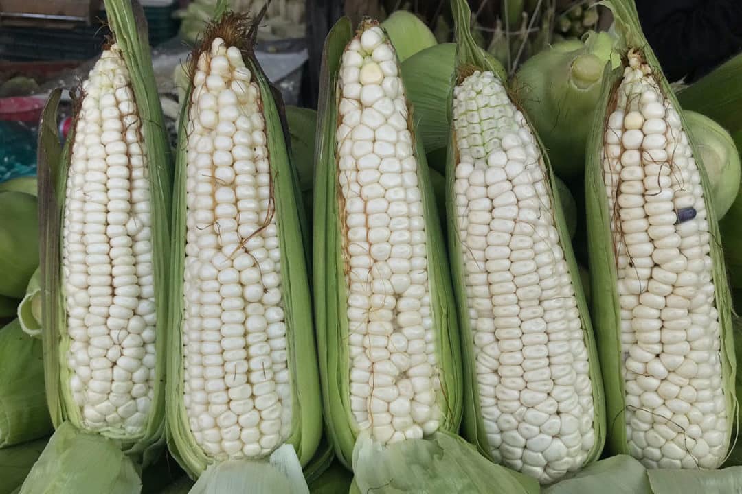 elotes verdes