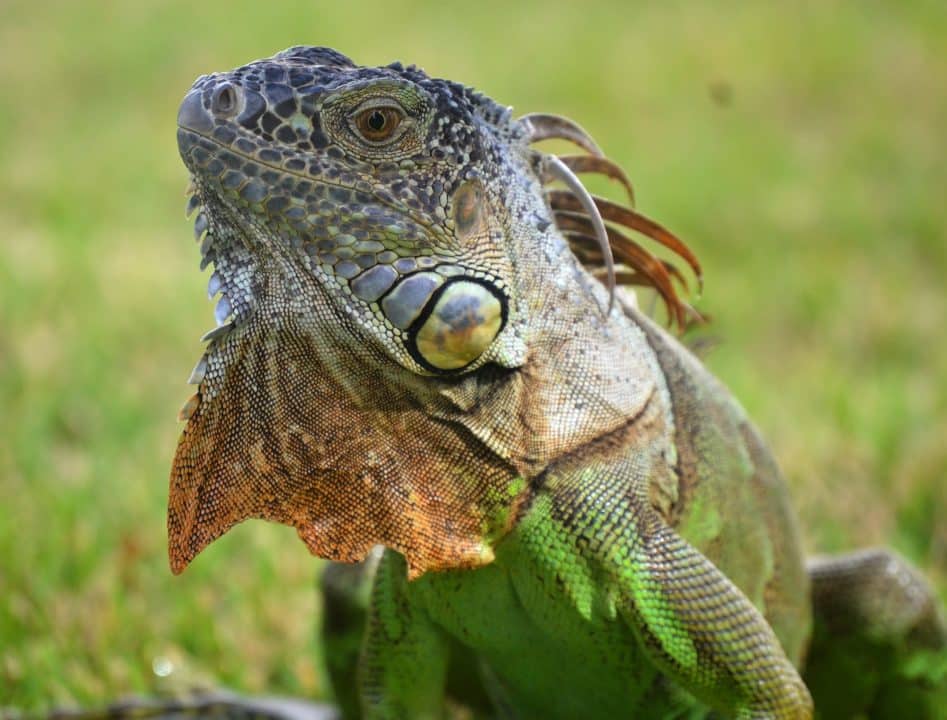 iguanas verdes 1