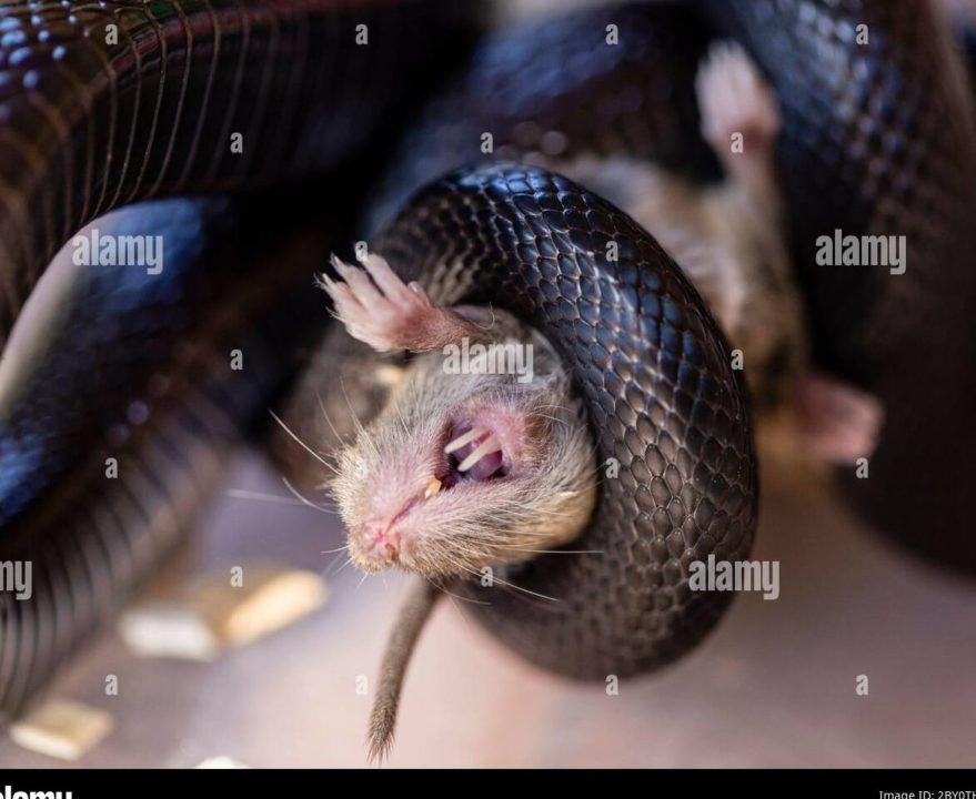 matando serpiente