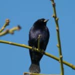 pajaro negro