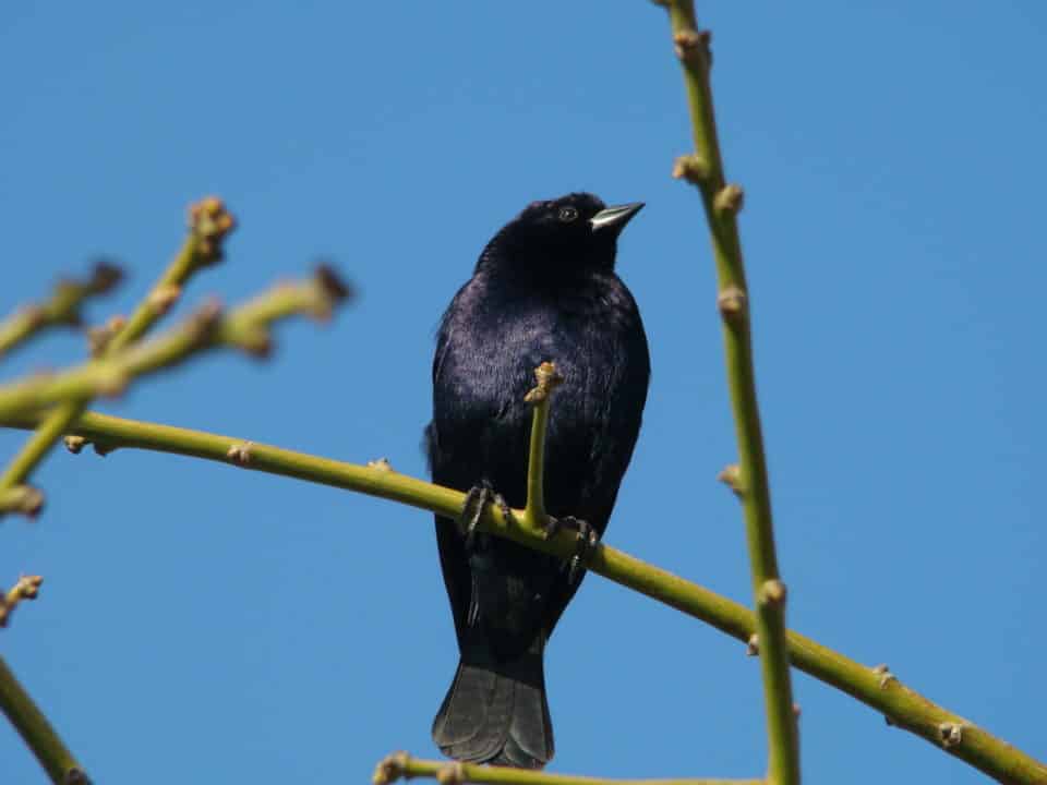 pajaro negro