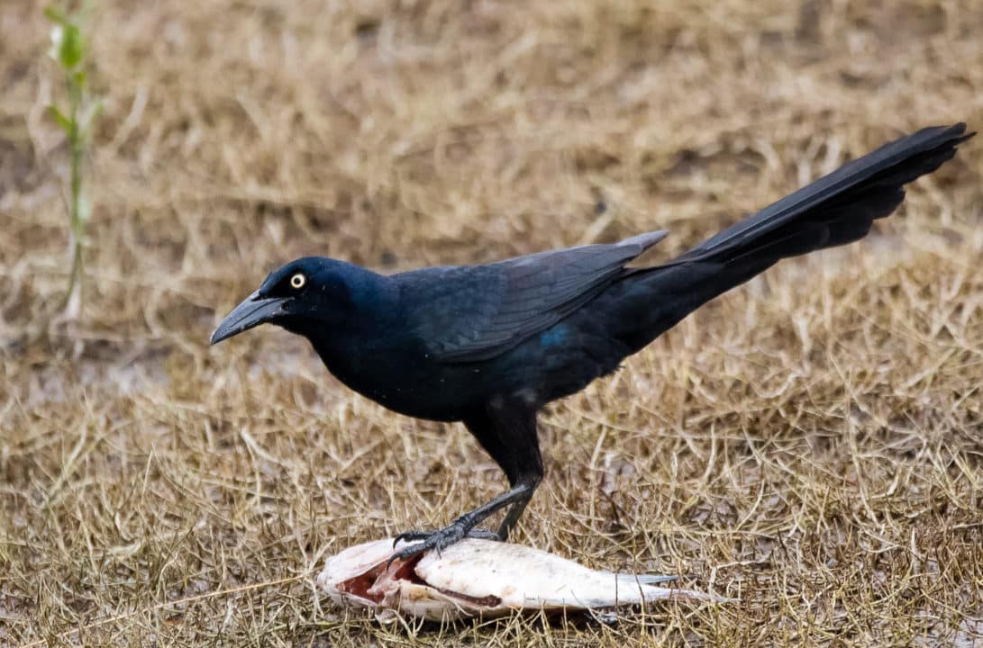 pajaros negros