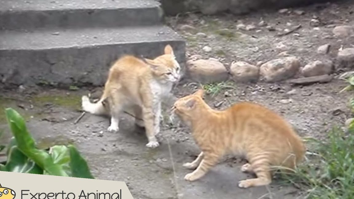 peleando gato