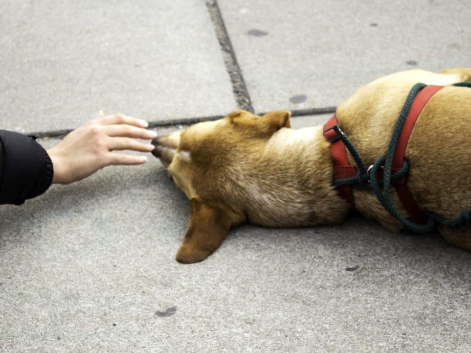 perro atropellado