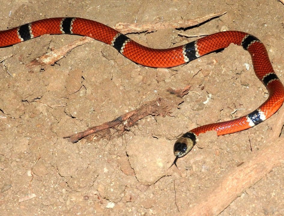 serpiente coralillo