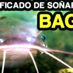 sonar bagre