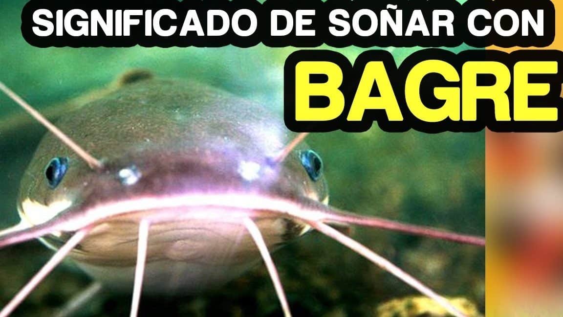 sonar bagre