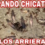 sonar chicatanas 1