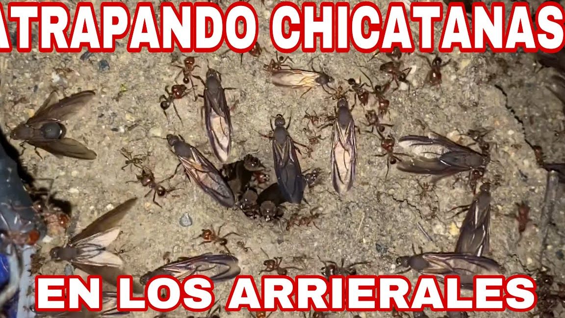 sonar chicatanas 1