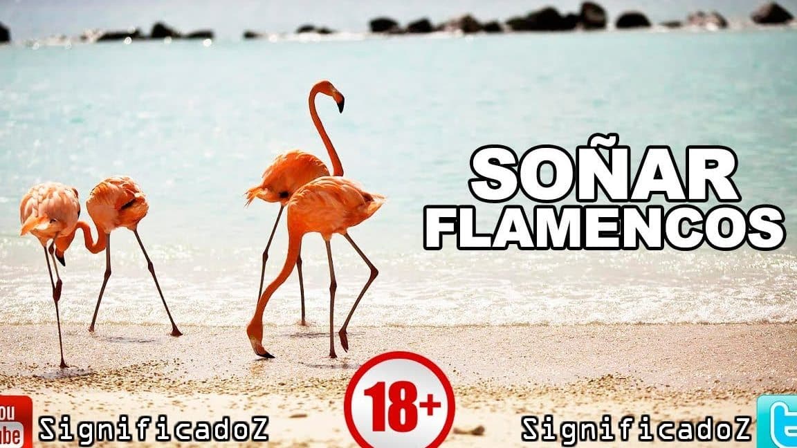 sonar flamingos