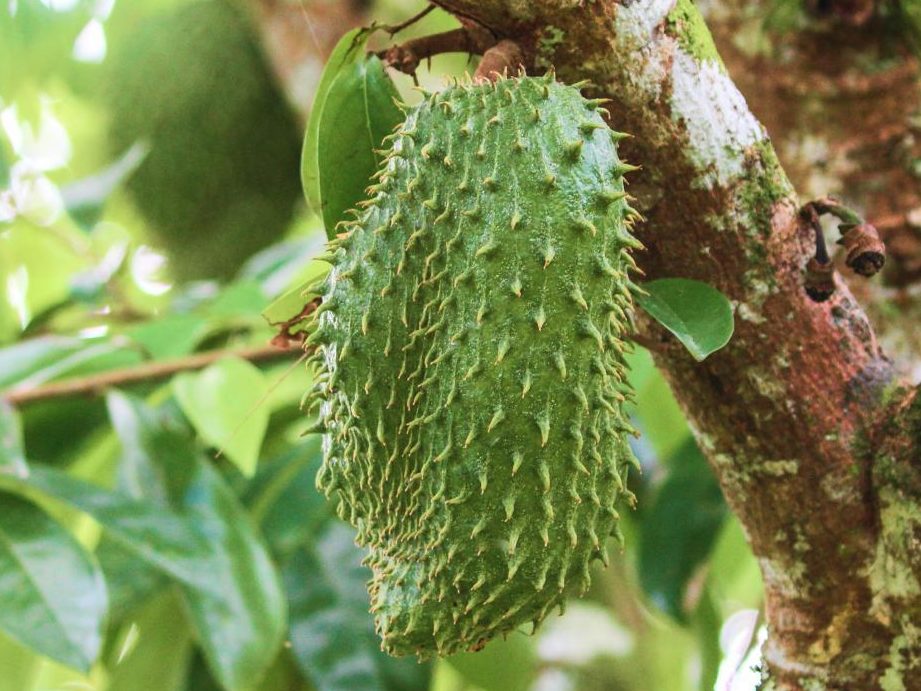 sonar guanabana