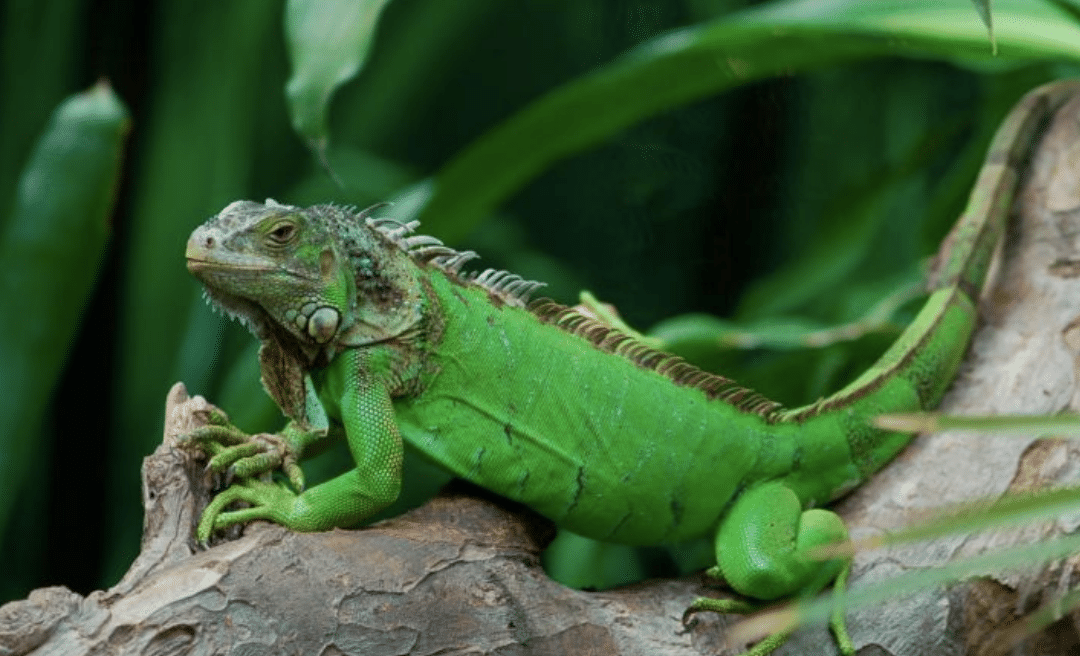 sonar iguana