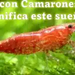 suenos camarones