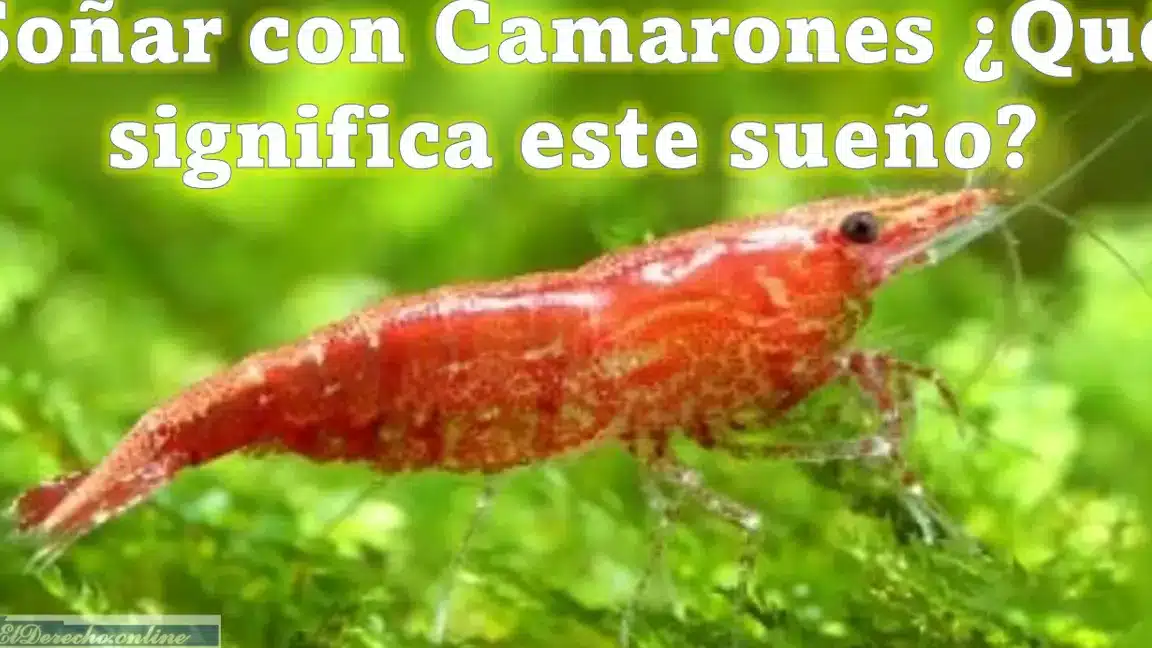 suenos camarones