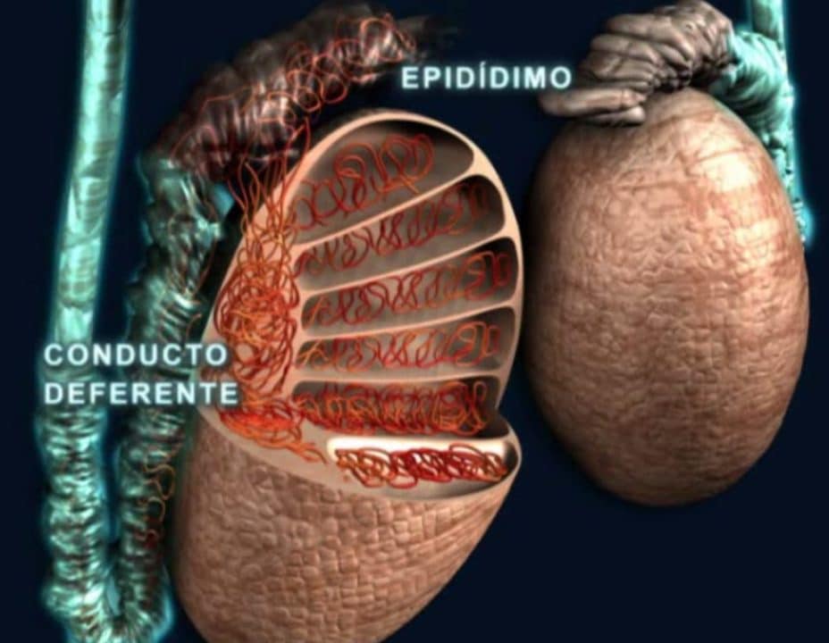 suenos testiculos