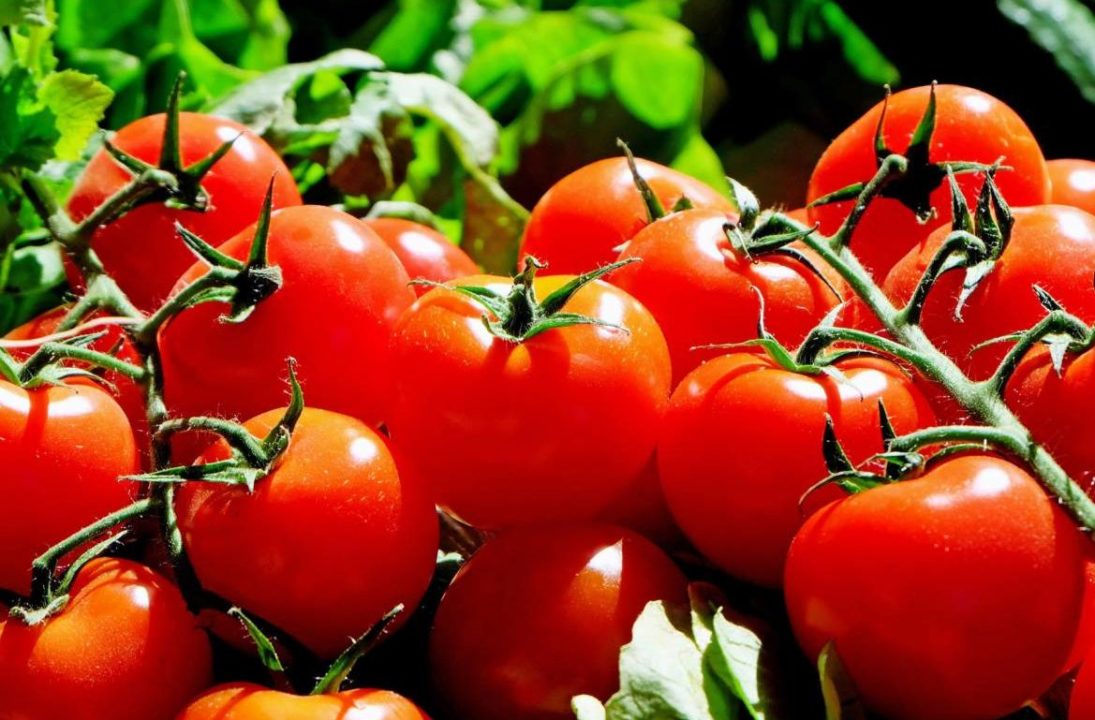 tomates rojos