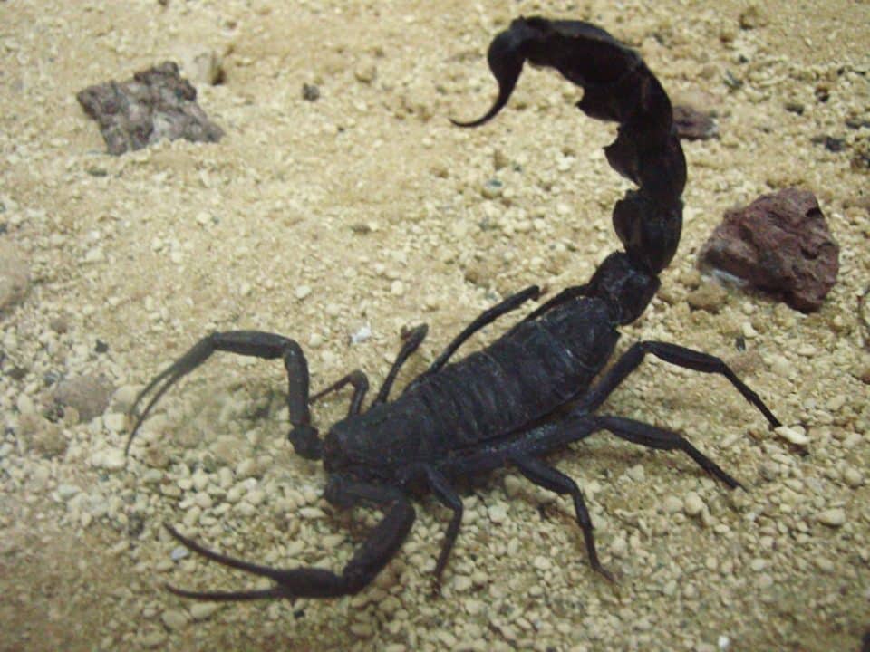 alacran negro