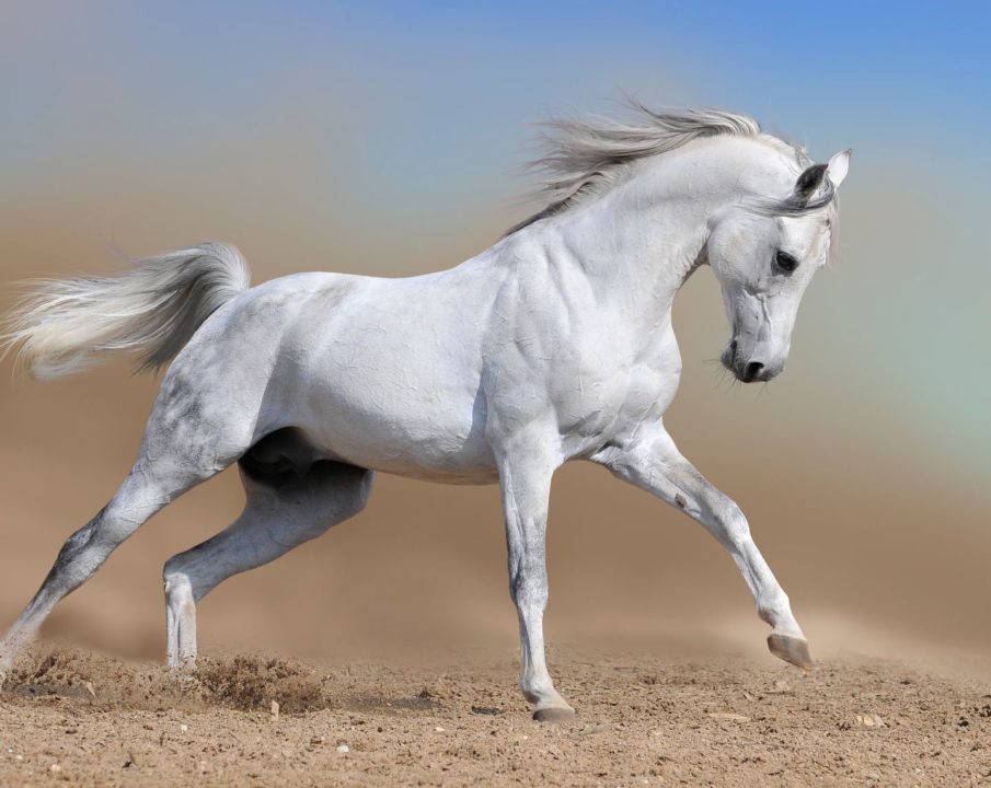 caballos blancos