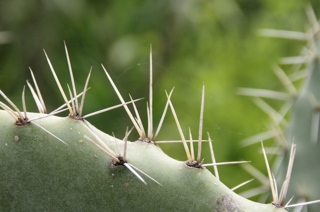 espinas cactus