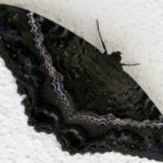 mariposas negras