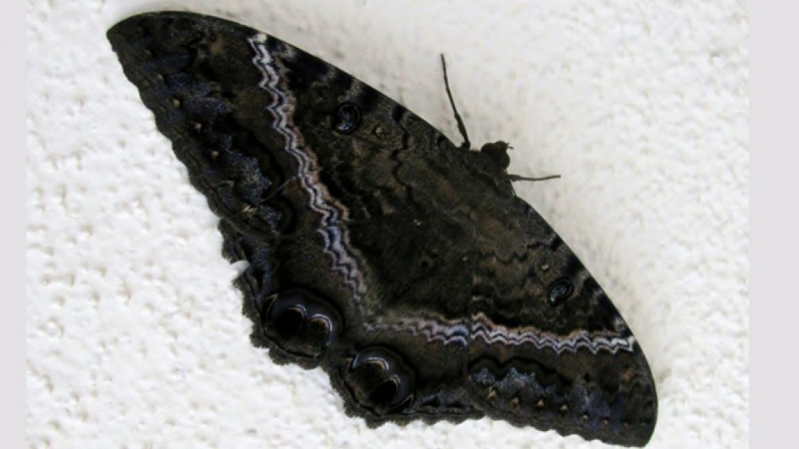 mariposas negras