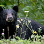 oso negro