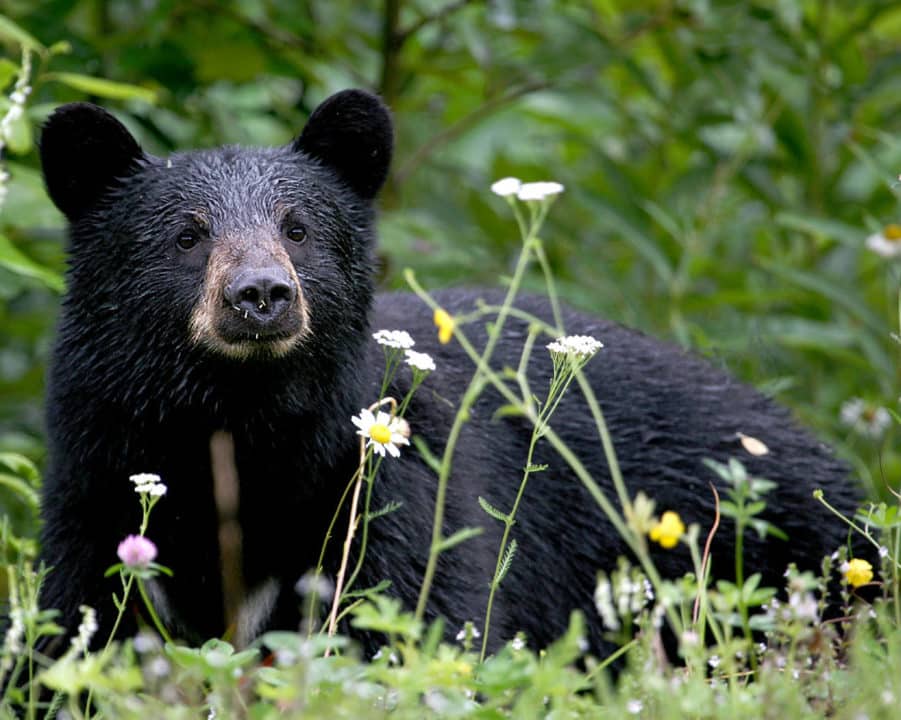 oso negro