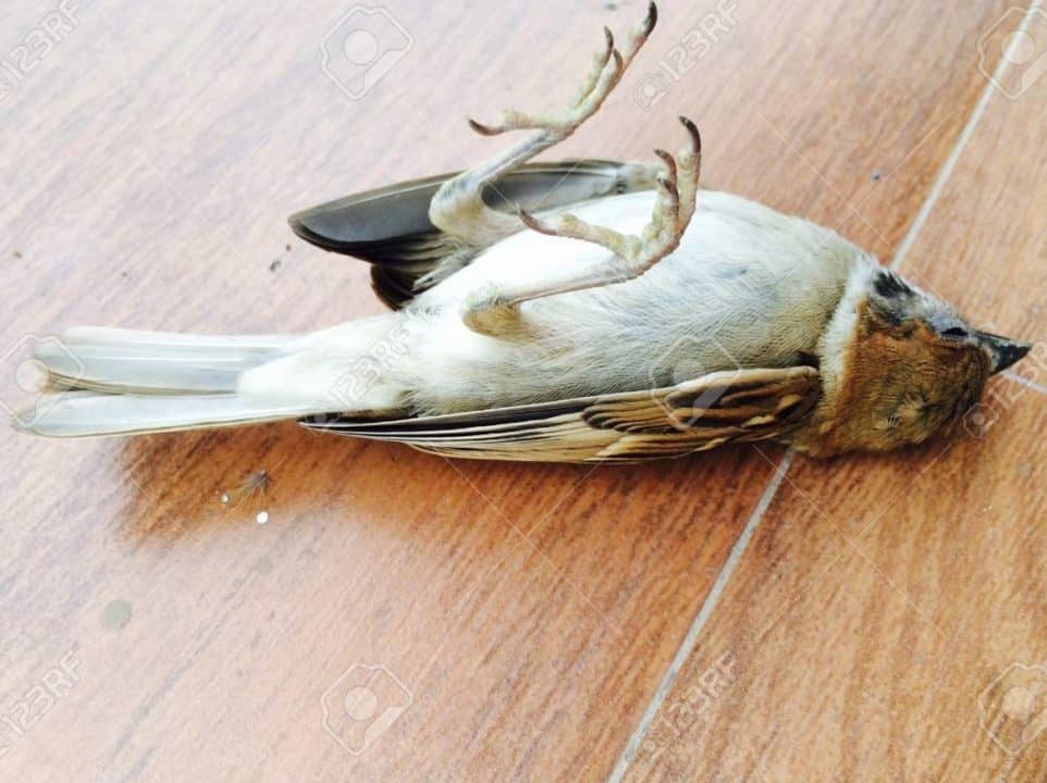 pajaro muerto