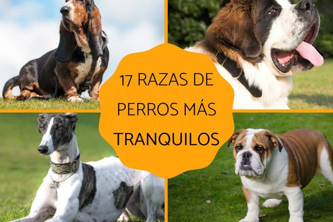 perros mansos