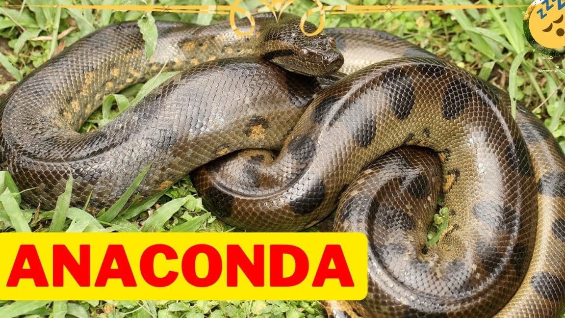 sonar anaconda