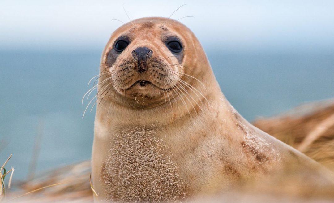 sonar foca