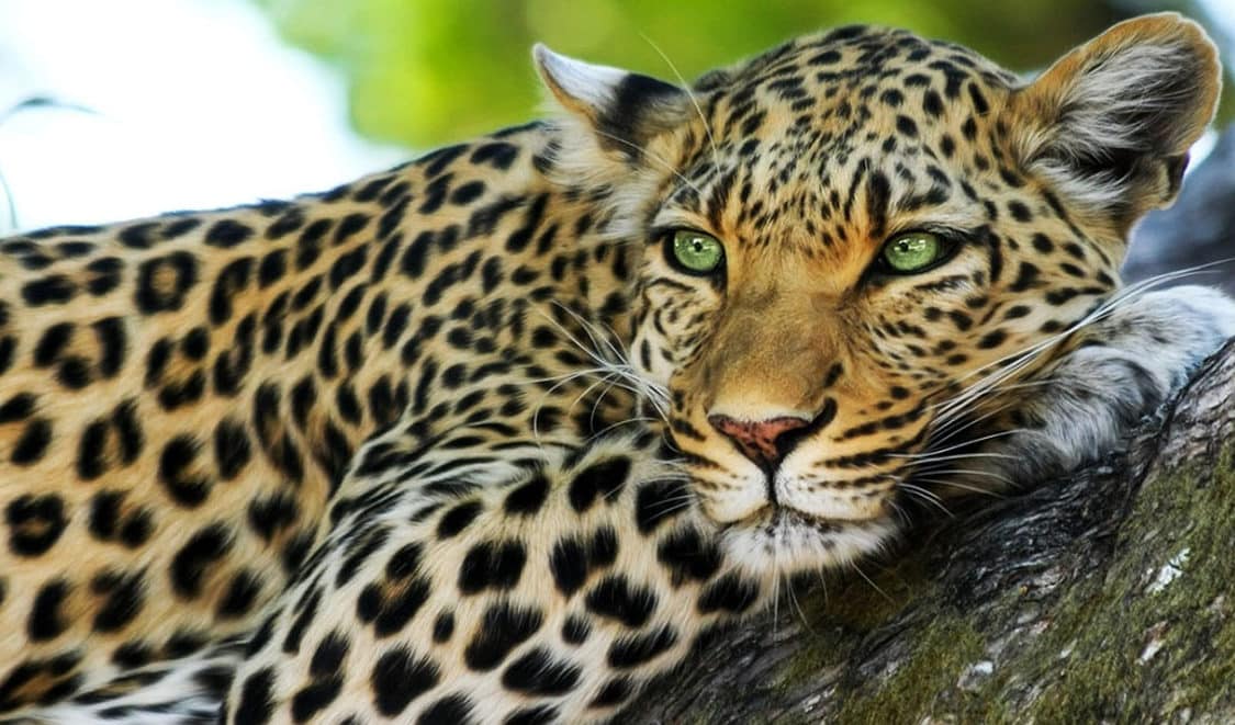 suenos leopardos