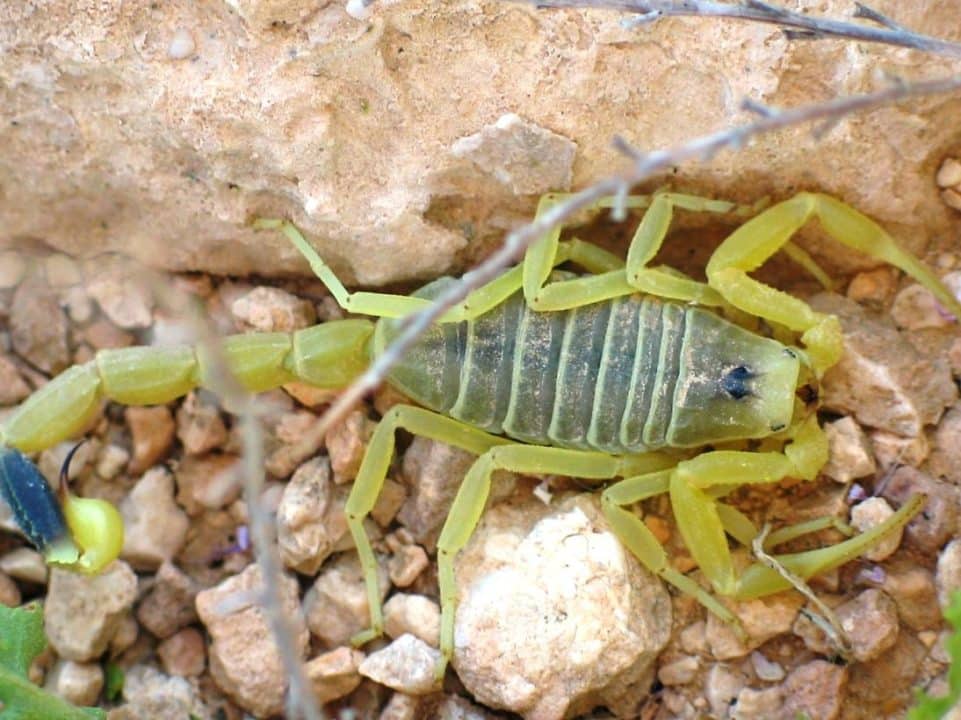 alacranes amarillos